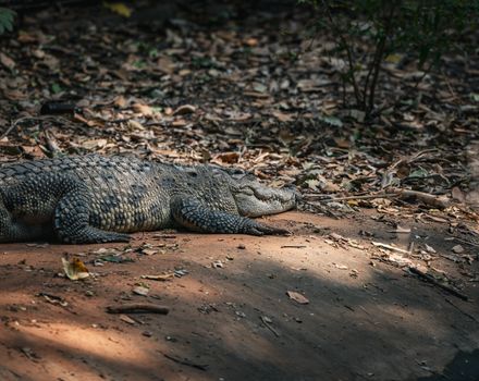 A wild crocodile relaxing under sunlight on a forest floor in Thailand.