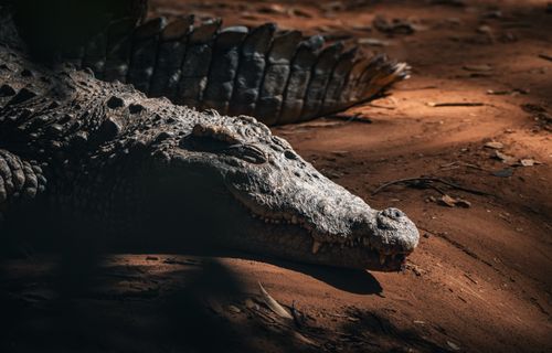 Free Close-up view of a crocodile resting on a sandy ground in Thailand's wildlife habitat. Stock Photo