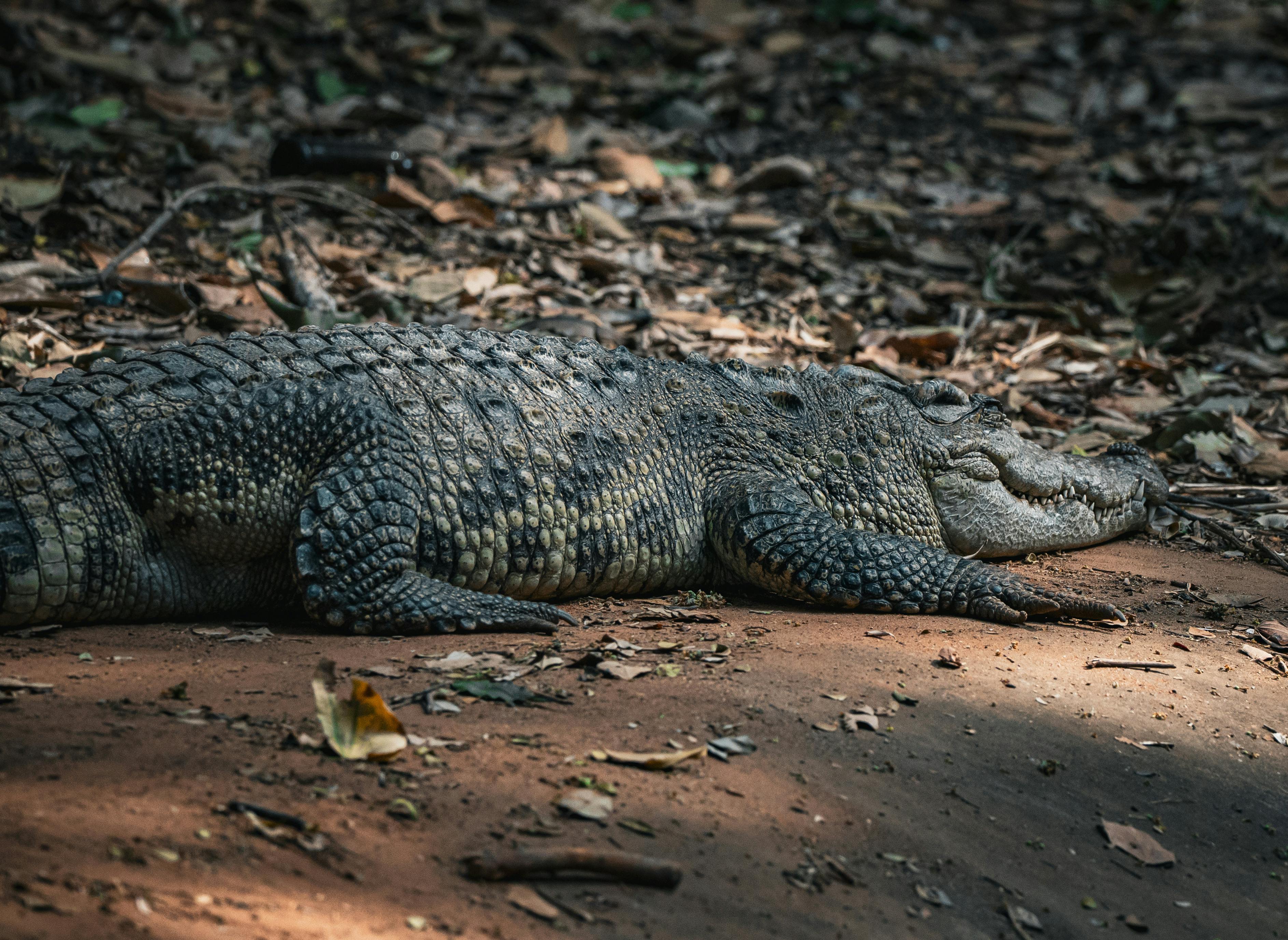 A serene scene of an alligator resting on the forest floor in Thailand.