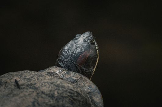 Detailed close-up of a turtle's head against a dark background in Thailand.