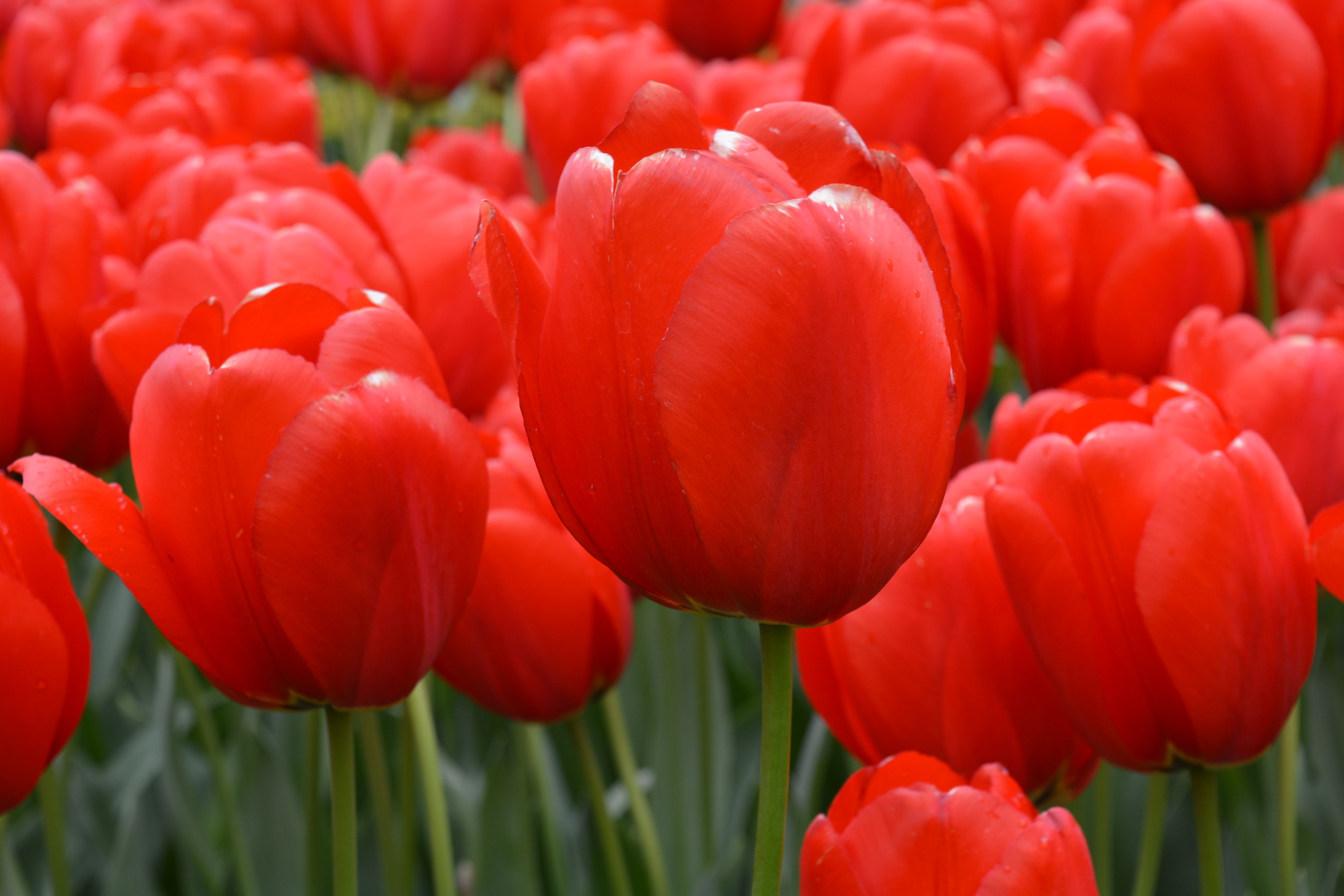 Vibrant Red Tulips in Bloom at Lisse · Free Stock Photo