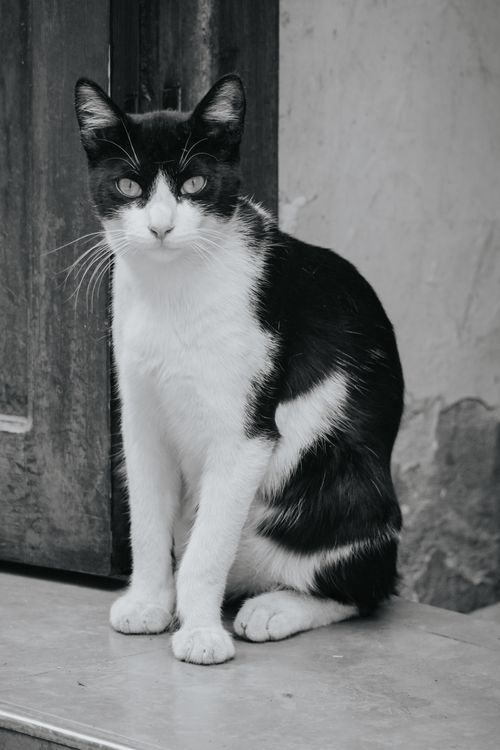 Free Monochrome photo of a black and white cat sitting in a Marrakech alleyway. Stock Photo
