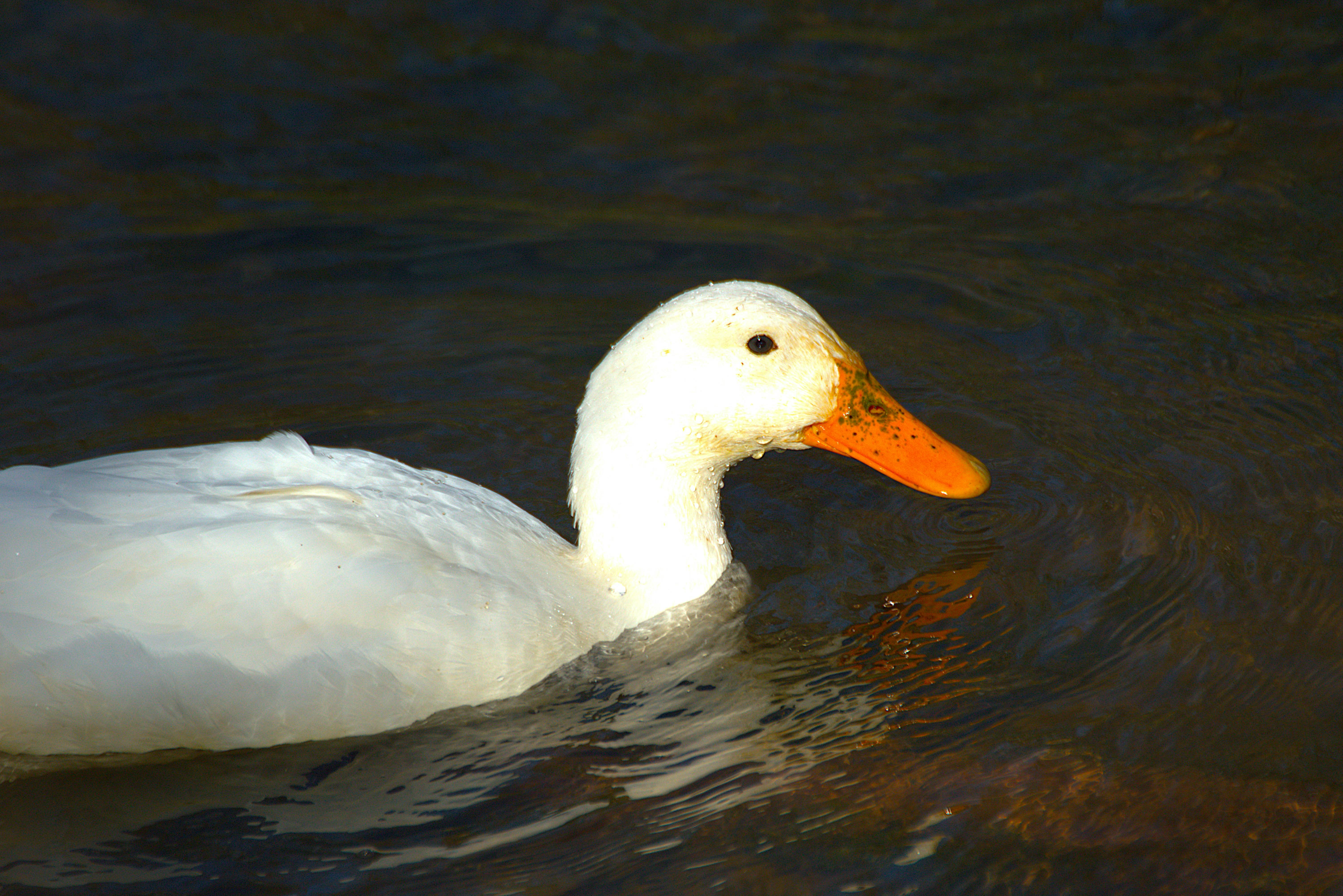 2012 Review of Drake Software — Drake Tax — Photo by David  Rear on Pexels