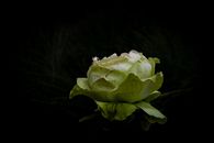 黑色背景下，绿色玫瑰的特写展示了其精致的花瓣