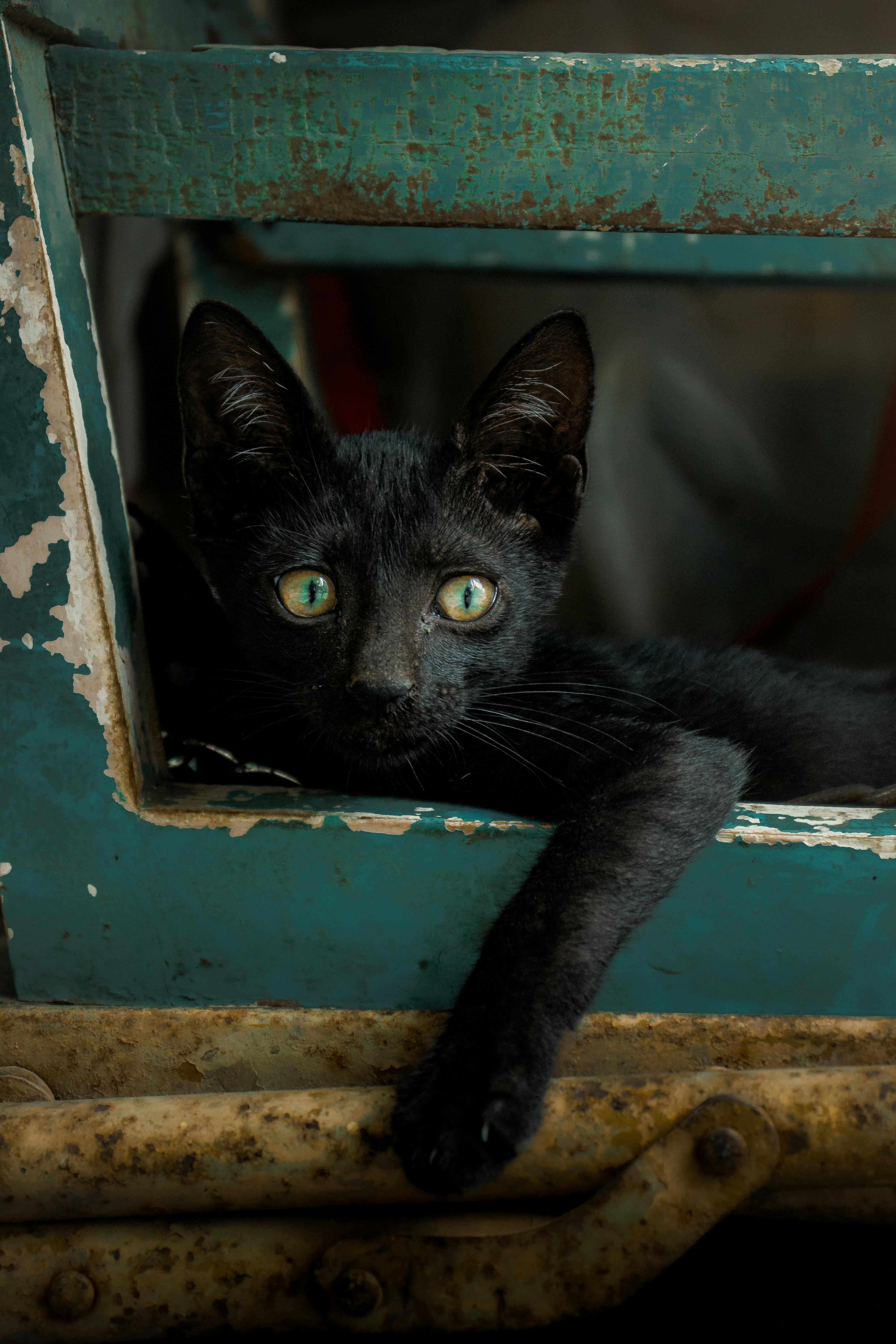 Free Adorable black cat lounging on vintage window in Mumbai, India. Ideal for pet lovers. Stock Photo