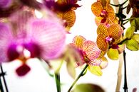 蝴蝶兰兰花色彩斑斓，图案复杂，花瓣精致，在选择性焦点下被捕捉