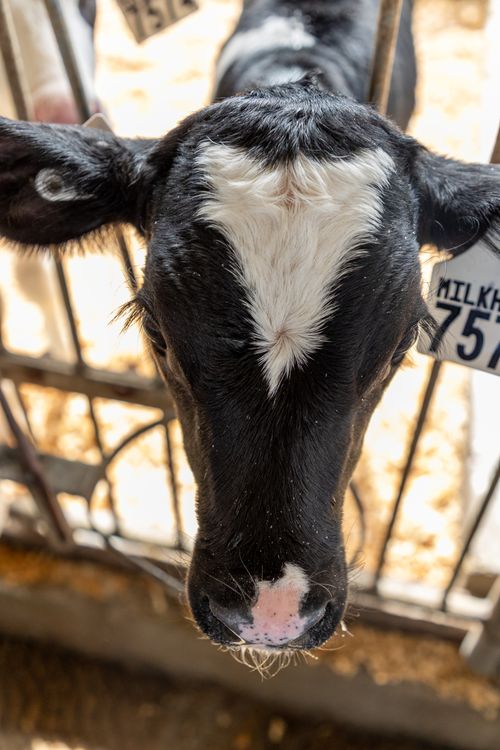 Moomoo