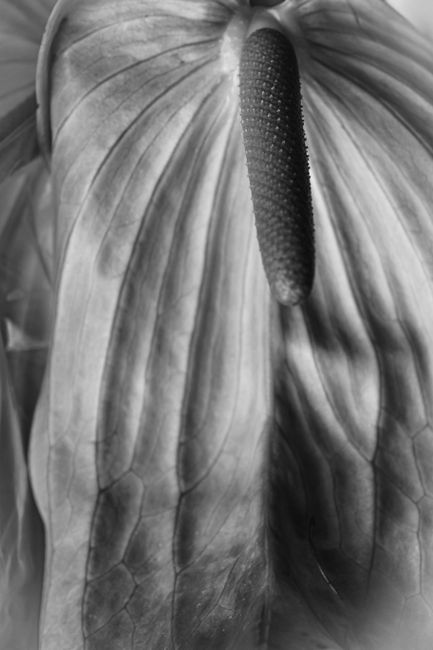 An artistic grayscale close-up of an Anthurium flower, capturing its unique textures.