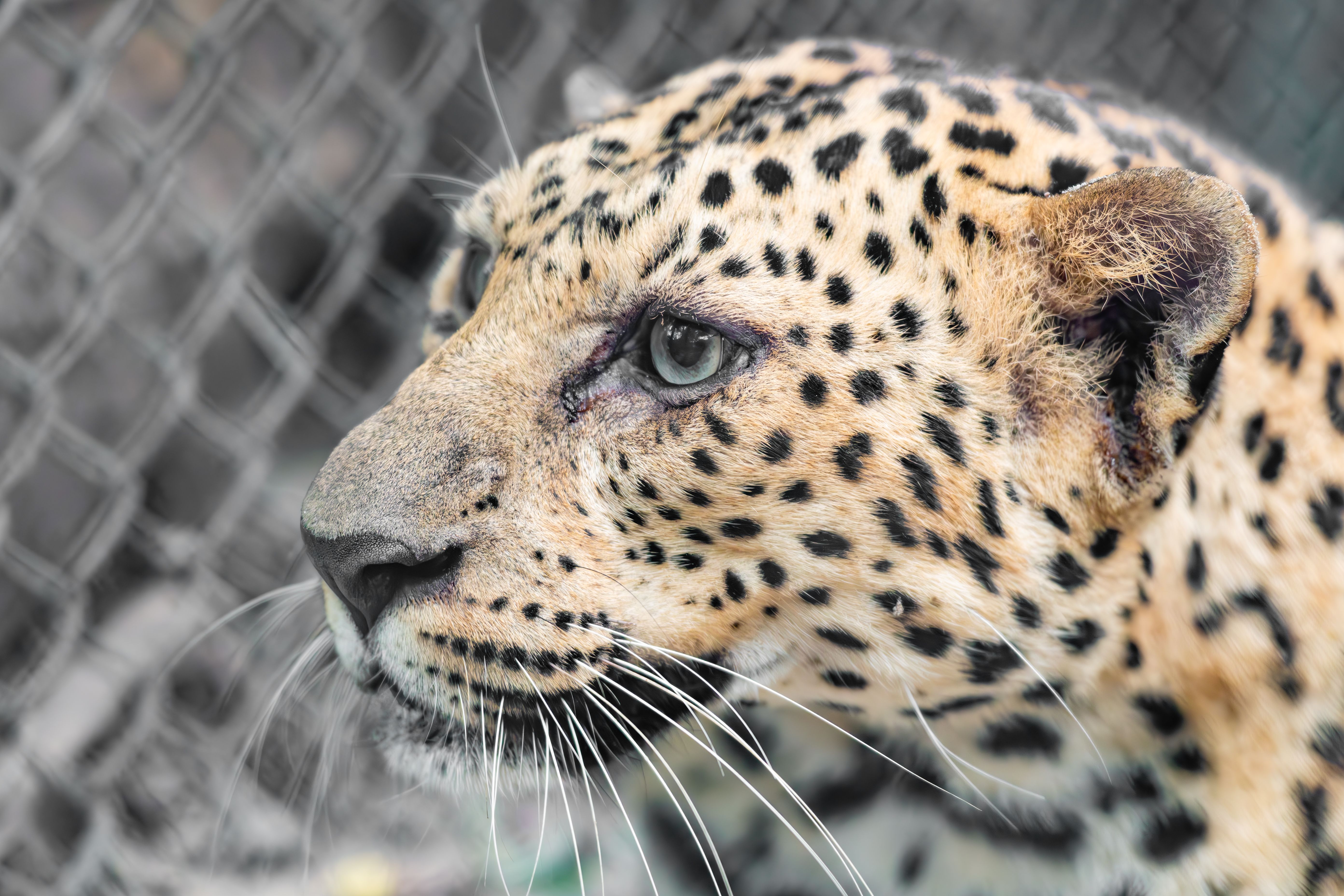 Leopard Rosettes Macro Photos, Download The BEST Free Leopard Rosettes ...