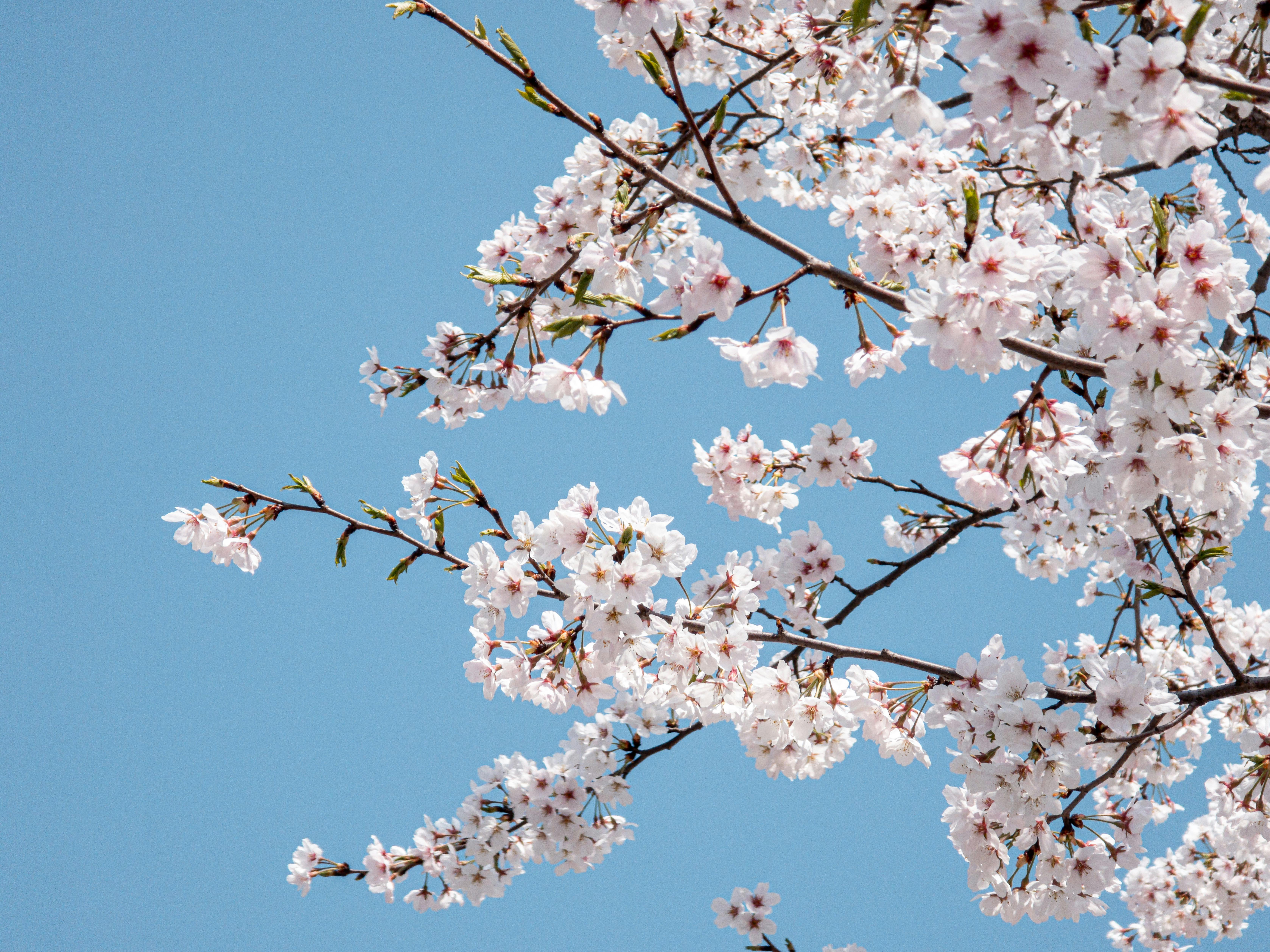 Spring Cherry Blossom Against Clear Blue Sky · Free Stock Photo