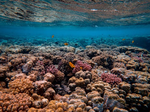 Foto Panorâmica Do Recife De Coral