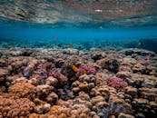 探索充满活力的海洋生物和鱼类，以及令人叹为观止的水下珊瑚礁