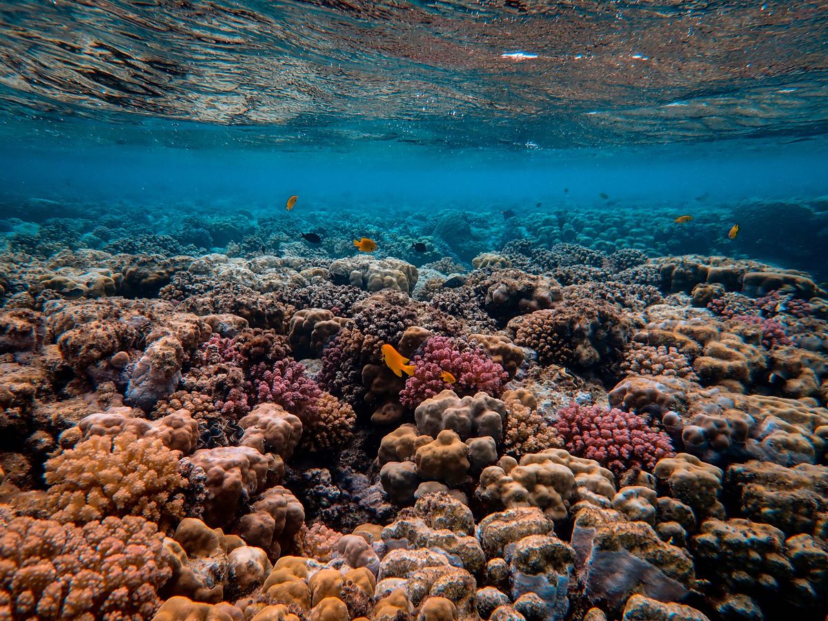 Looking up through La Piscinita's shallow reef terrace toward the rippled, sunlit surface, coral heads and small fish scattered across the foreground.