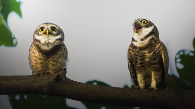 owl photo
