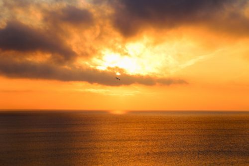 Free Stunning sunset over the ocean with dramatic clouds and a lone seagull in flight. Stock Photo