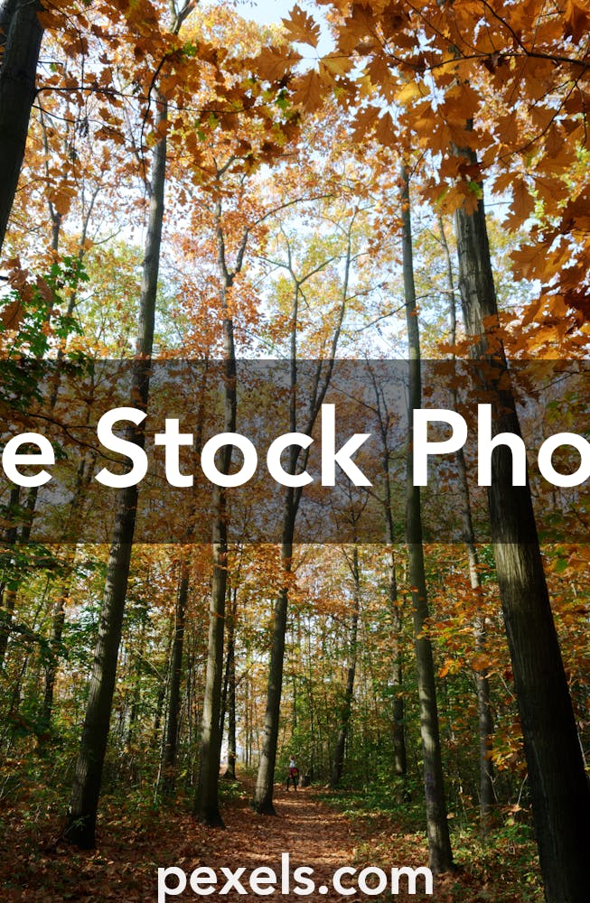 1000+ Beautiful Tall Trees Photos Pexels · Free Stock Photos