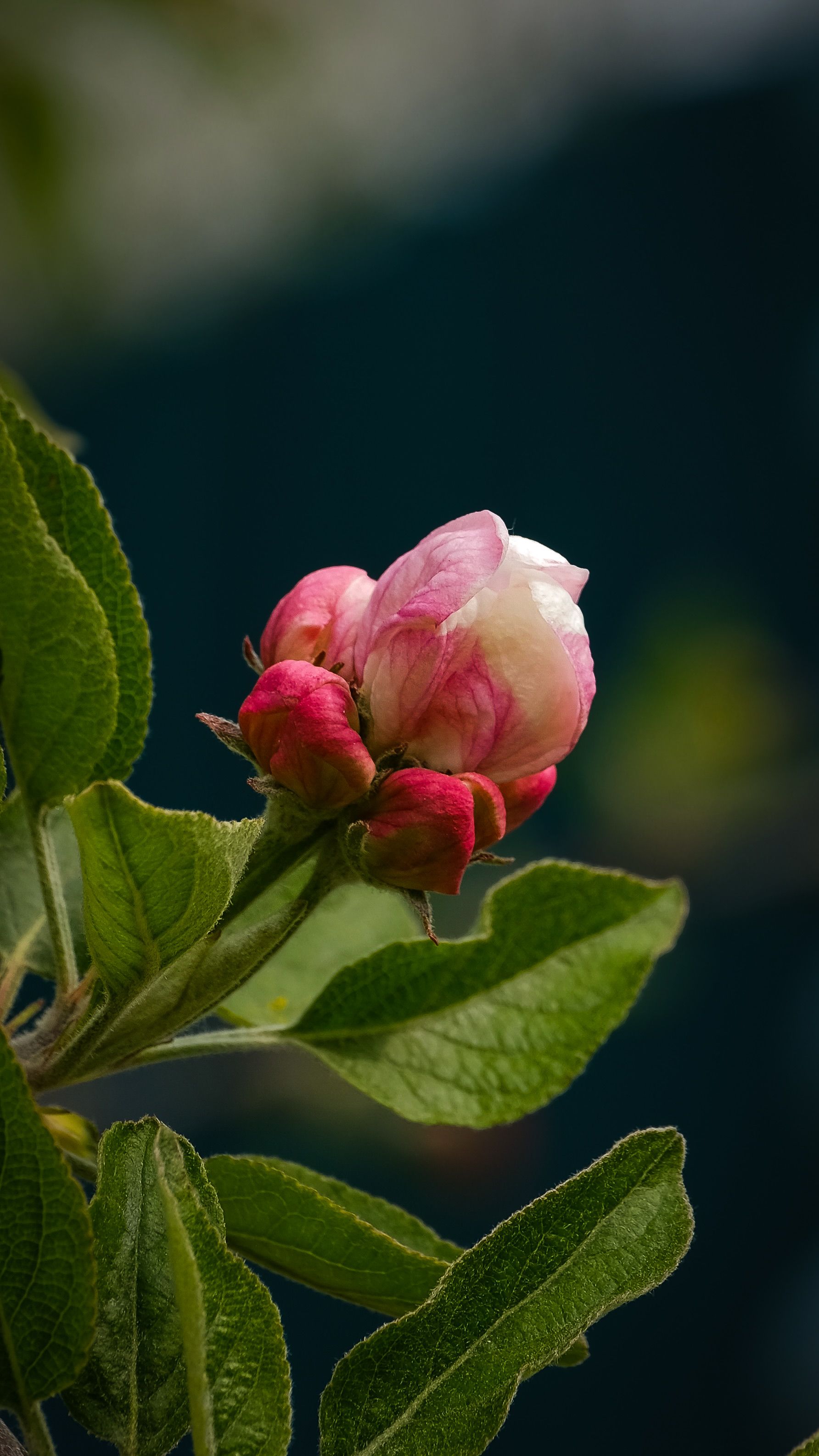 4,874+以上の無料花芽画像