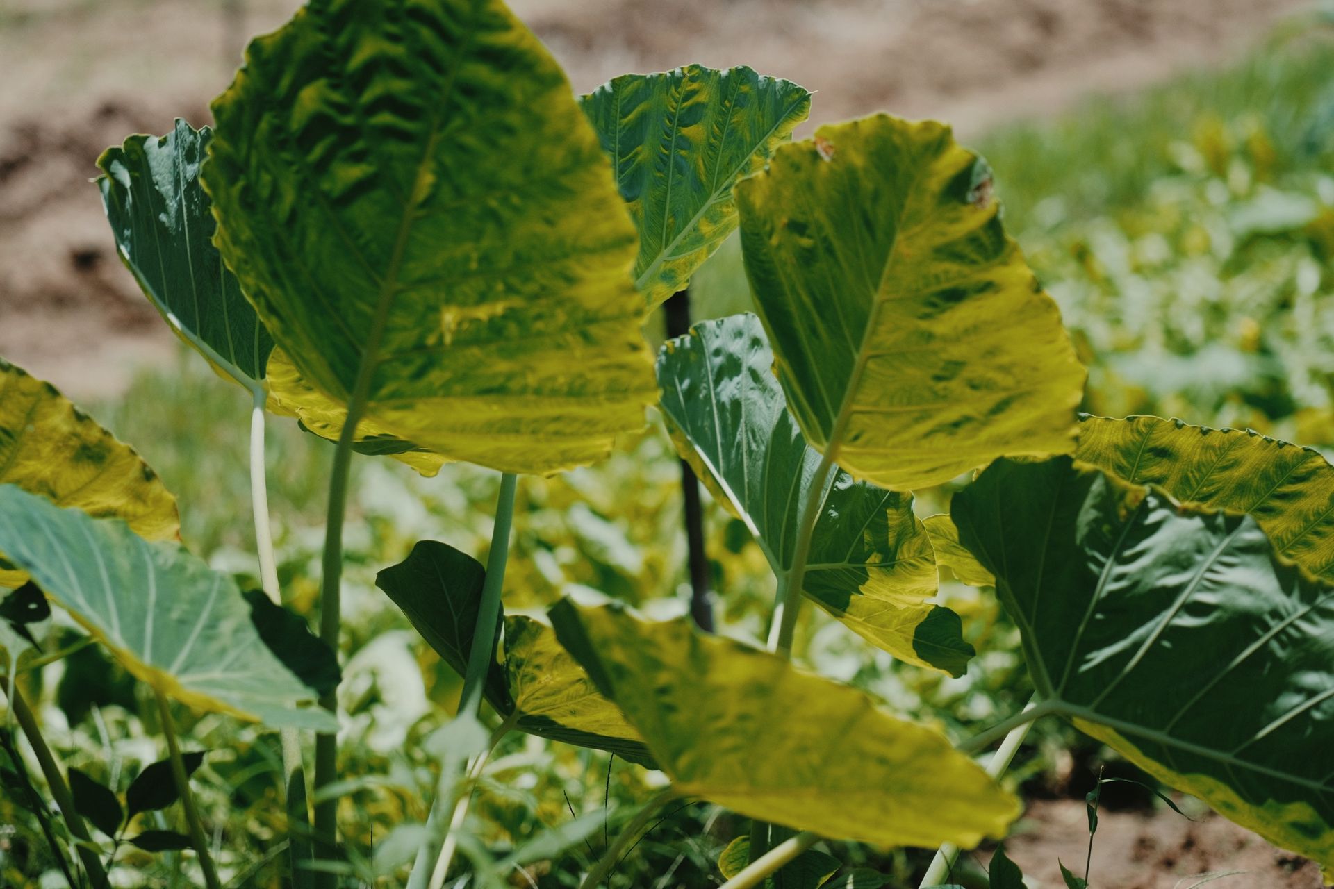 Close-up of lush green taro leaves basking in sunlight, showcasing nature's beauty.