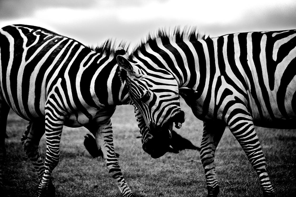 Free Grayscale Photography of Two Zebra on Standing on Ground Stock Photo