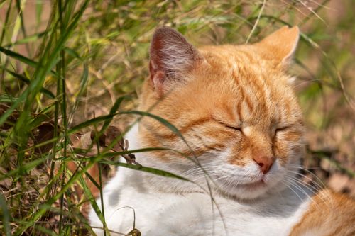 Free A peaceful ginger cat enjoys the warmth of the sun while lying in lush green grass. Stock Photo