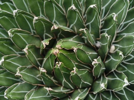 Detailed close-up image of an agave plant showcasing its symmetrical leaf patterns and vibrant green color.