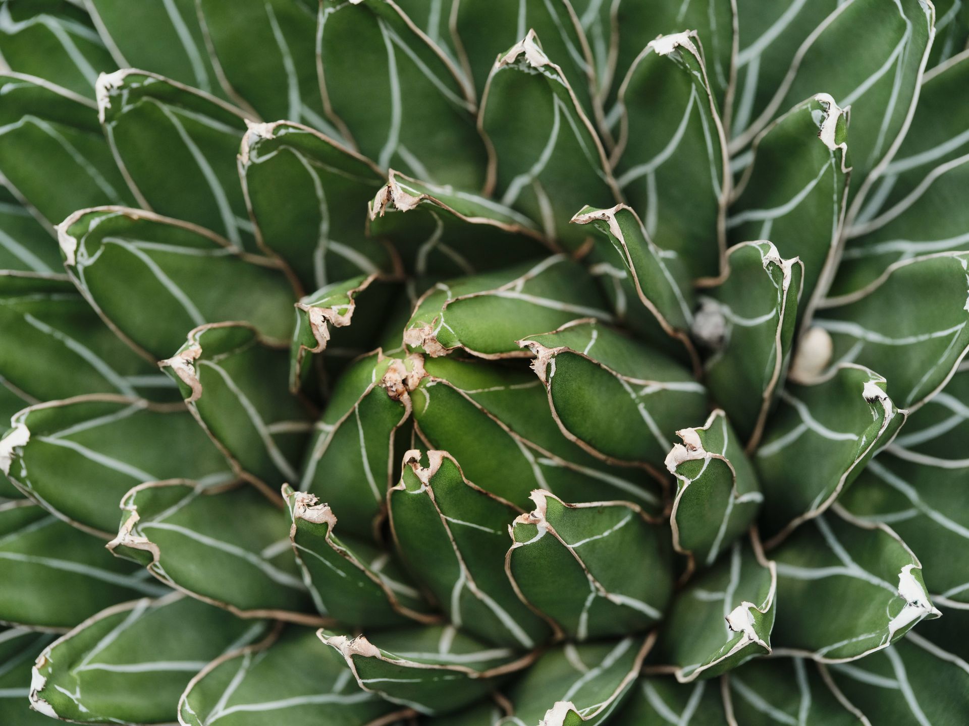 Detailed close-up image of an agave plant showcasing its symmetrical leaf patterns and vibrant green color.