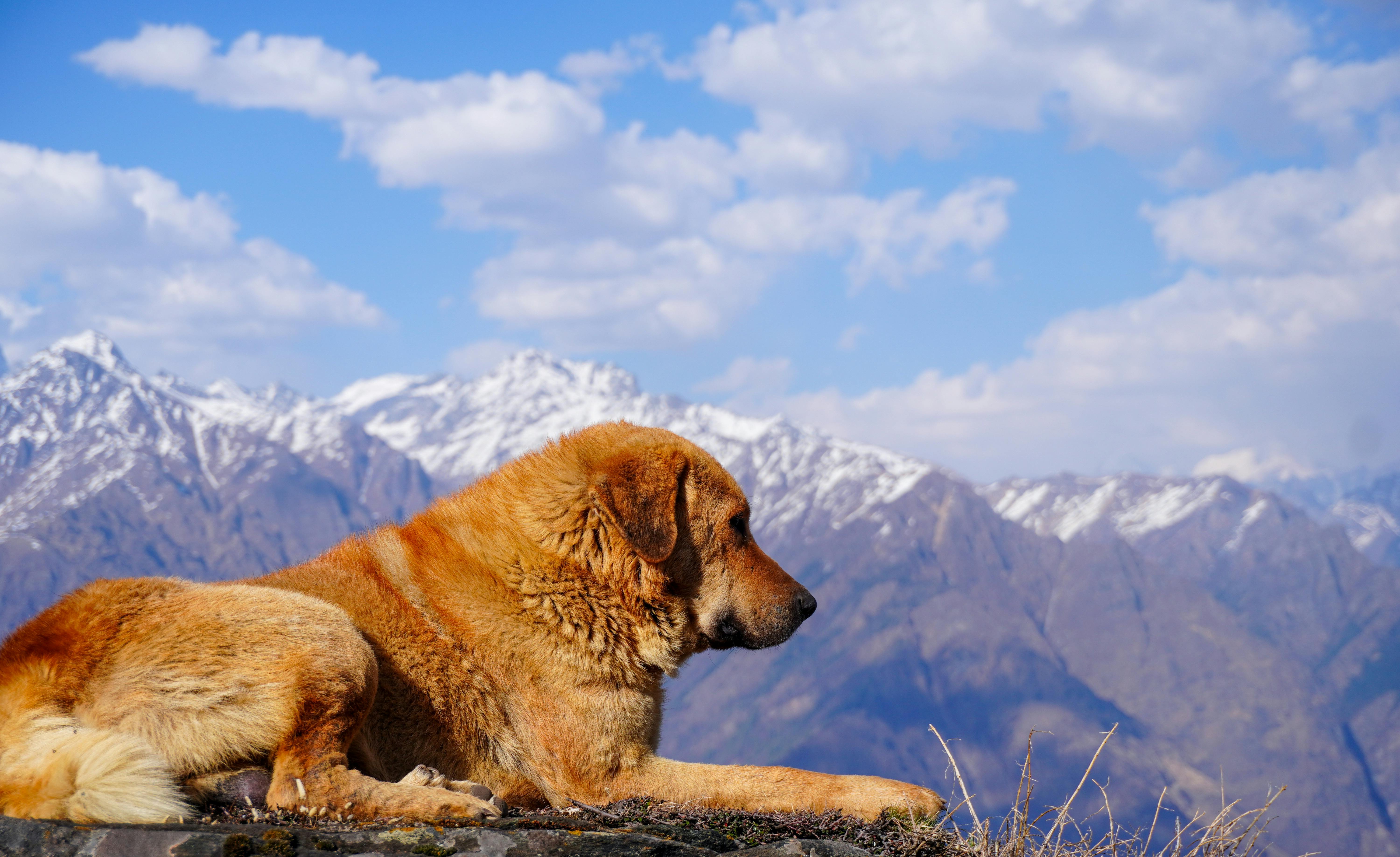 Photo by K S ARAVINDA Kashyap from Pexels: Mountain Dog