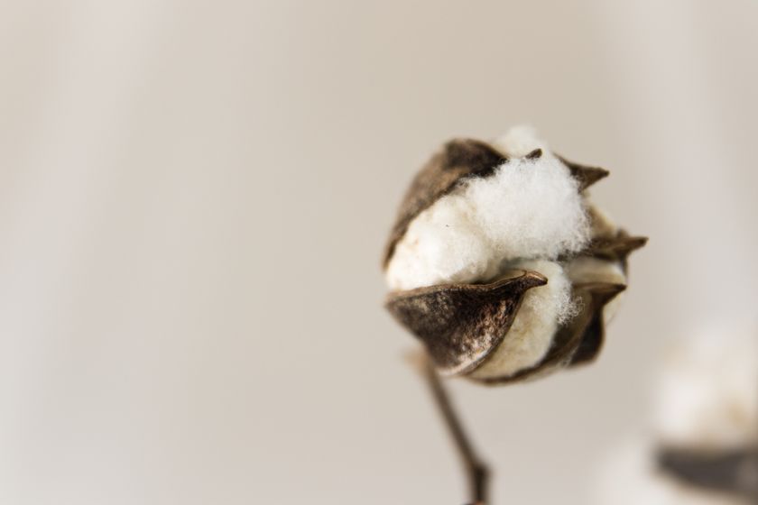 Close-up of an open cotton boll, the soft white fibre standing out of the dried seed case against a neutral ground.