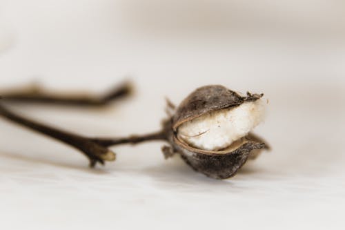 Photo Of Dried Flower