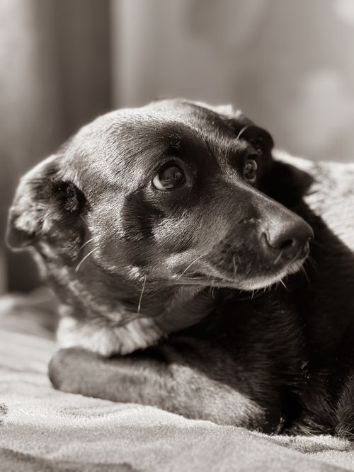 Free Charming black and white portrait of a relaxed dog lying indoors. Perfect for animal lovers. Stock Photo