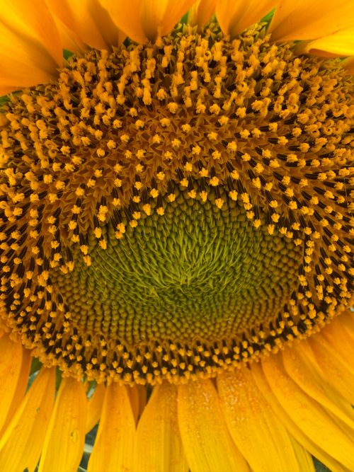 Free Detailed close-up of a bright sunflower center showcasing its textures and patterns. Stock Photo