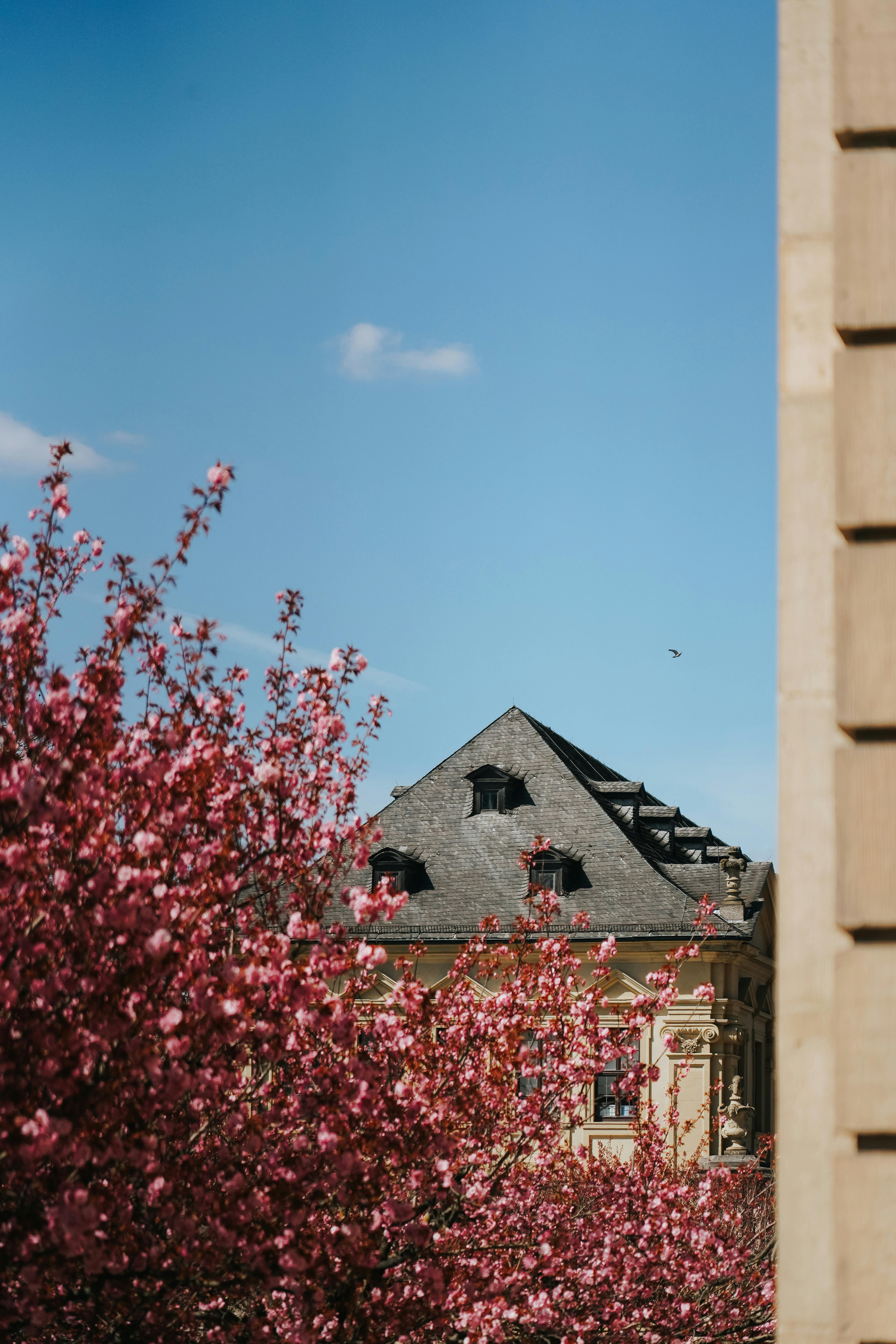 A beautiful spring view of blooming cherry blossoms against a historic building under a clear blue sky.