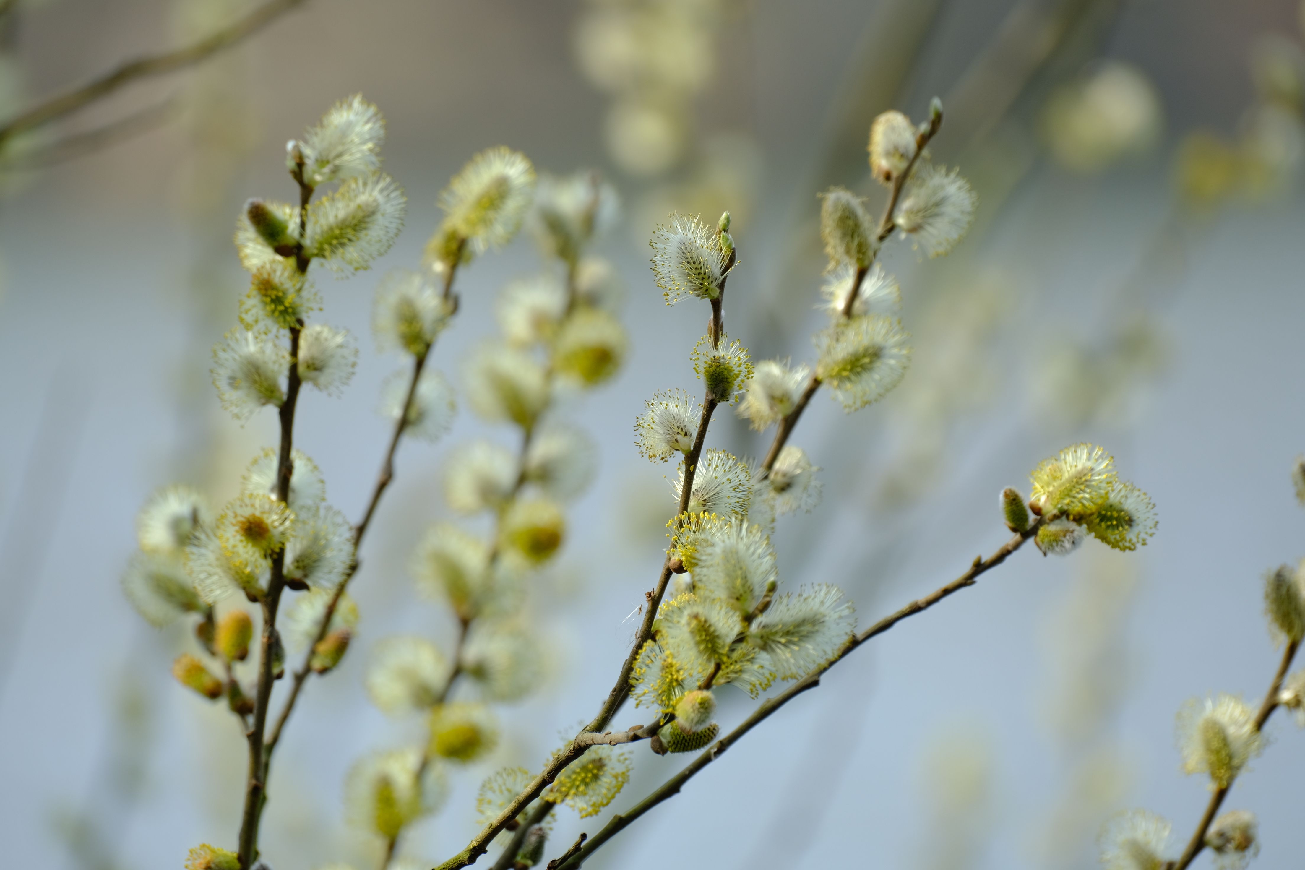 Ask the Expert: Spring and Summer Pet Care Tips - 5 EYEWITNESS NEWS — Photo by Roman Biernacki on Pexels