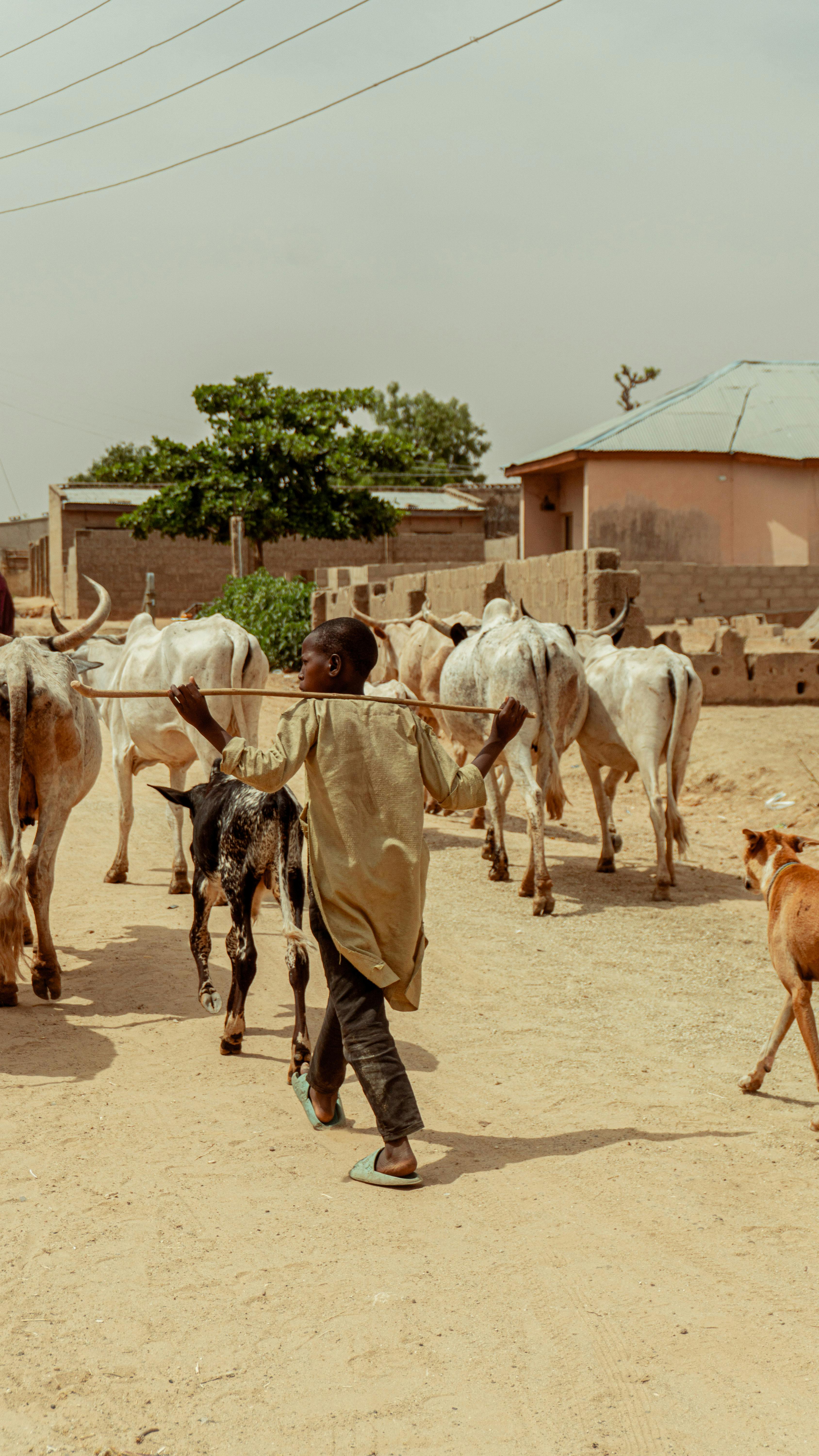 A young Nigerian boy herding goats and cows through a rural village road during the day.