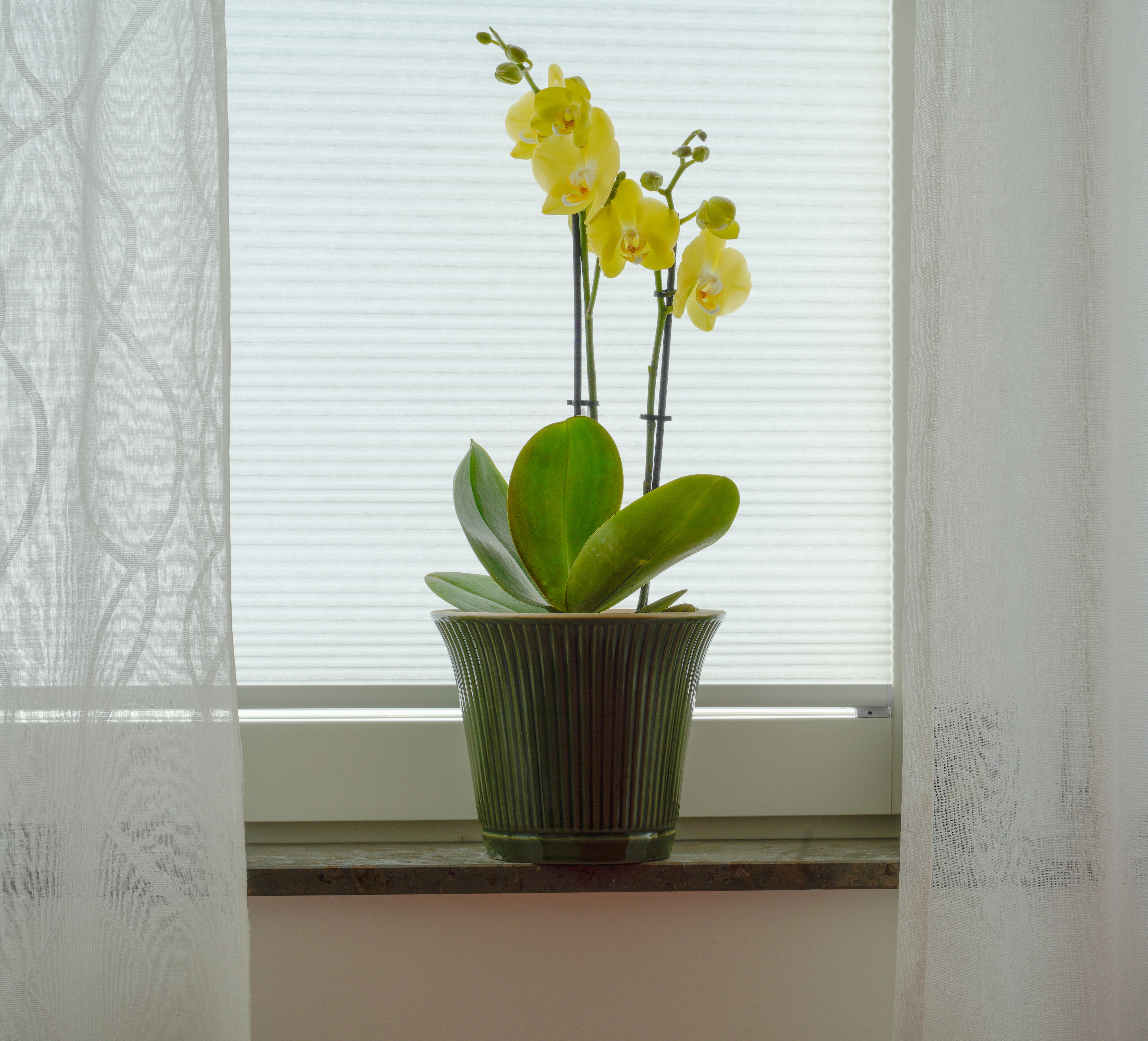 Yellow Phalaenopsis Orchid