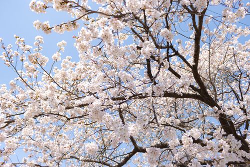 Free Beautiful cherry blossoms in South Korea during spring under a clear blue sky. Stock Photo