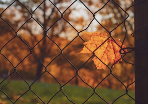 Free Vibrant autumn leaf caught in a chain link fence against a warm, golden backdrop. Stock Photo