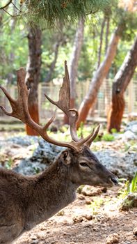 Close-up of a deer with large antlers in Antalya's natural forest environment.