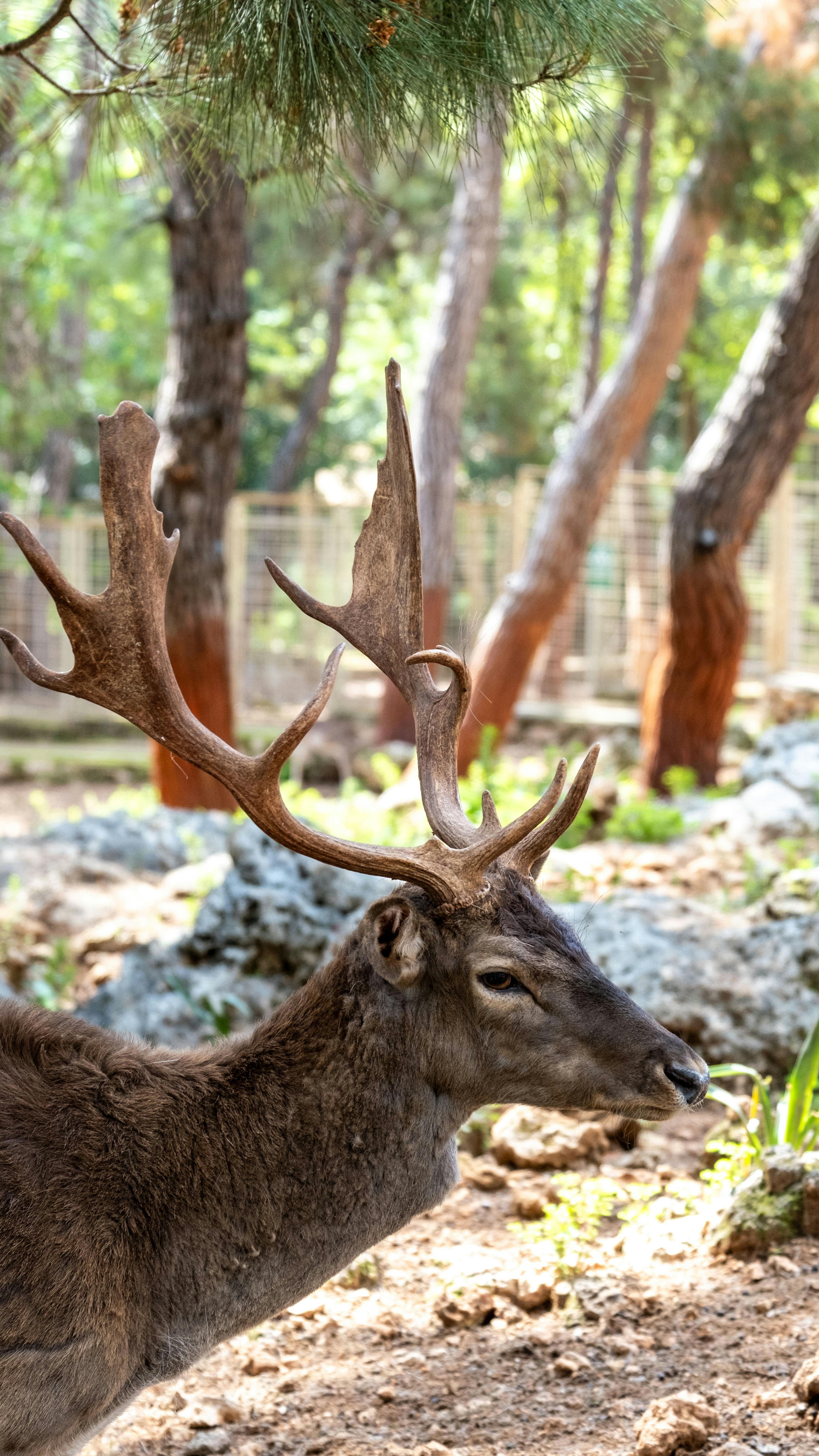 grátis Close-up de um veado com chifres grandes no ambiente florestal natural de Antália. Foto profissional