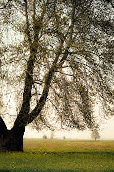 Peaceful spring scene showcasing a large tree in a tranquil meadow bathed in gentle light.