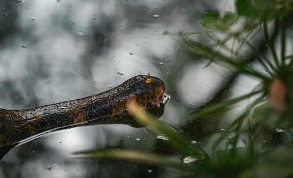A close-up image of an alligator in a serene Thailand wetland environment.