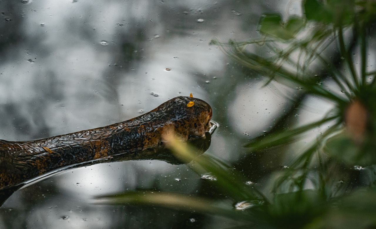 a close up image of an alligator in a serene thailand wetland environm