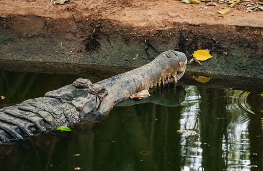 Crocodile partially submerged in water, resting by a riverbank in Thailand.