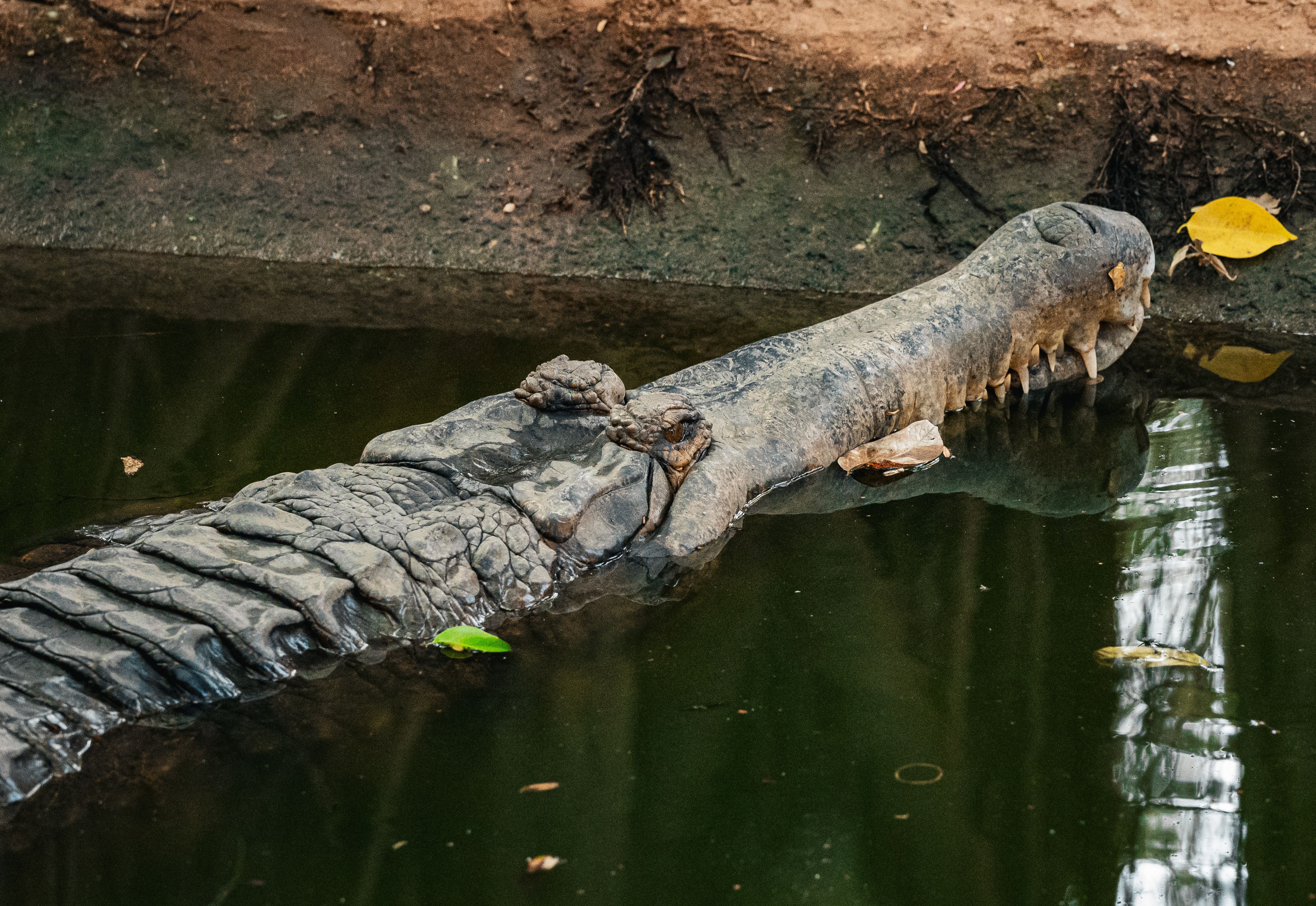 Close-up view of a crocodile in its natural habitat in Thailand, showcasing its rugged scales and powerful presence.