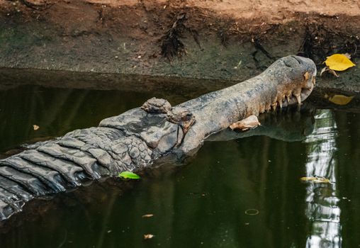 Close-up view of a crocodile in its natural habitat in Thailand, showcasing its rugged scales and powerful presence.