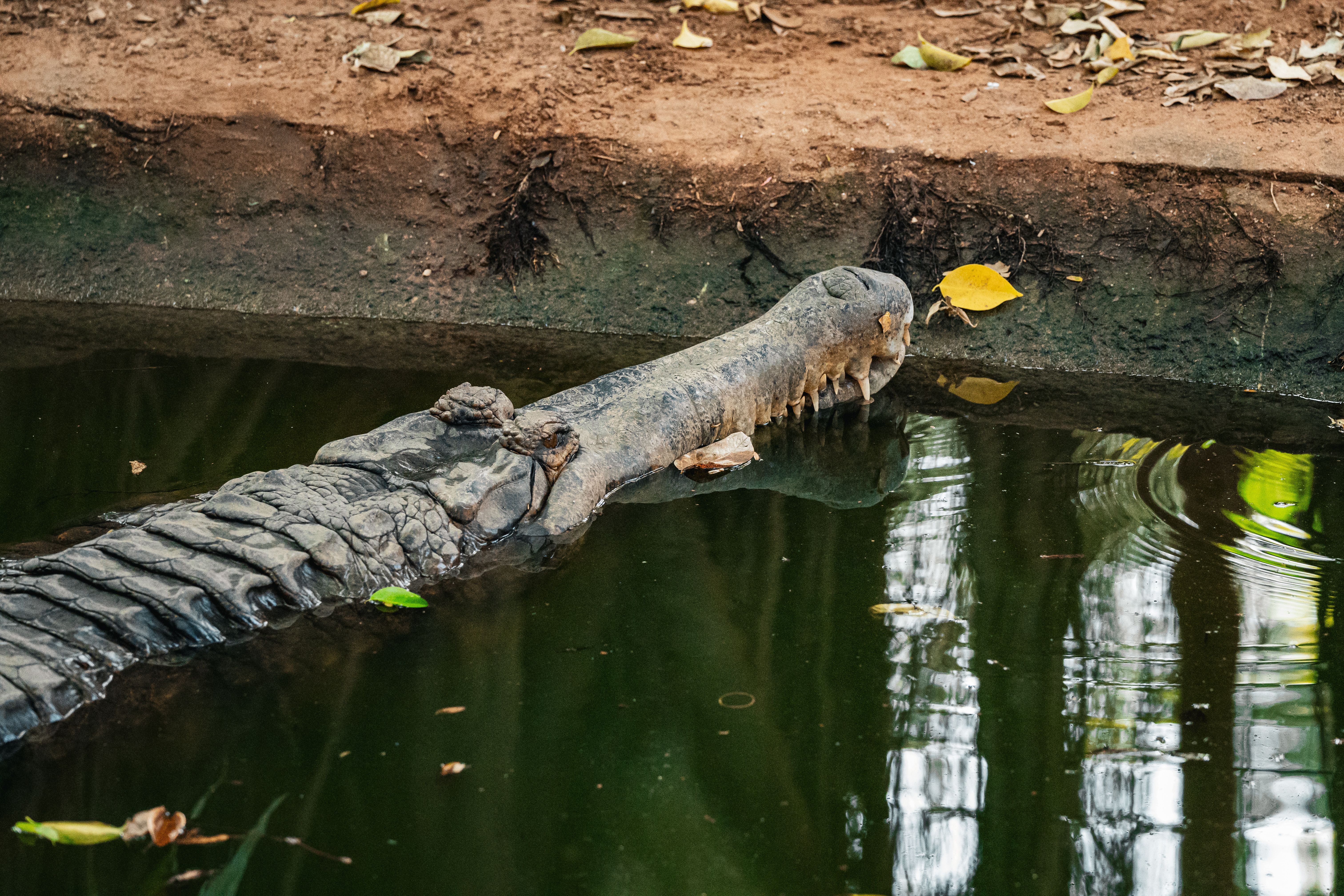 Crocodile resting near the water in Thailand, showcasing its rugged texture.