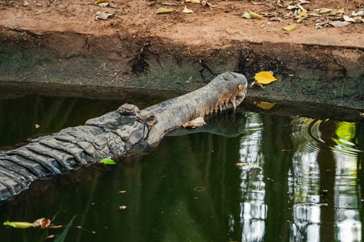 Crocodile resting near the water in Thailand, showcasing its rugged texture.