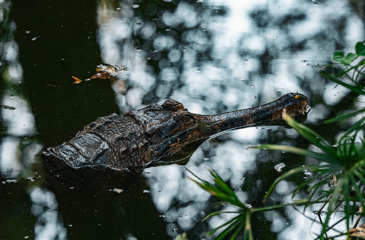 close up of a crocodile in a thai lake surrounded by foliage in nature
