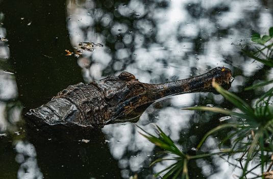 Close-up of a crocodile partially submerged in a reflective water body in Thailand.