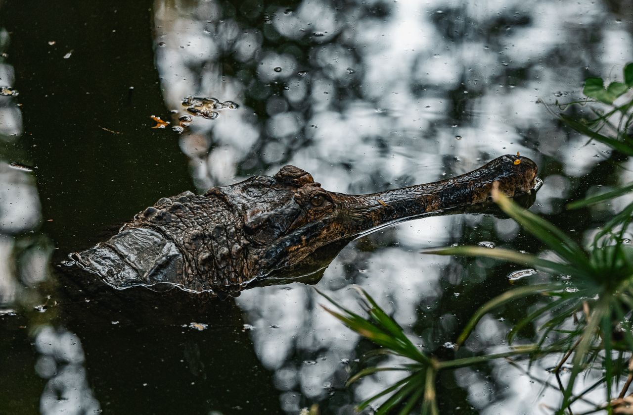 close up of a crocodile partially submerged in a reflective water body